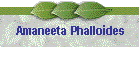 Amaneeta Phalloides