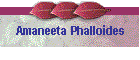 Amaneeta Phalloides